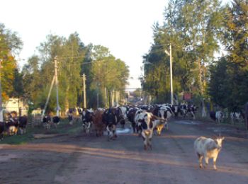 Возвращение стада с пастбища. Балтасинский район. 2006. Фото К.И. Куликова.