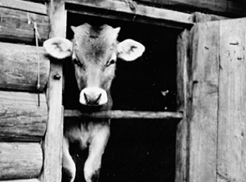 Хлев для молодняка крупного рогатого скота. Усадьба Е.П.Кузьминой.1980 г. УАССР, Алнашский р-н, д. Горд Намер. 
