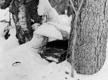 Плашки, установленные на зайцев в лесу около с. Кулига. 1988 г. УАССР, Кезский р-н.
